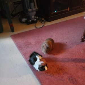 Meet your Posher, Debra